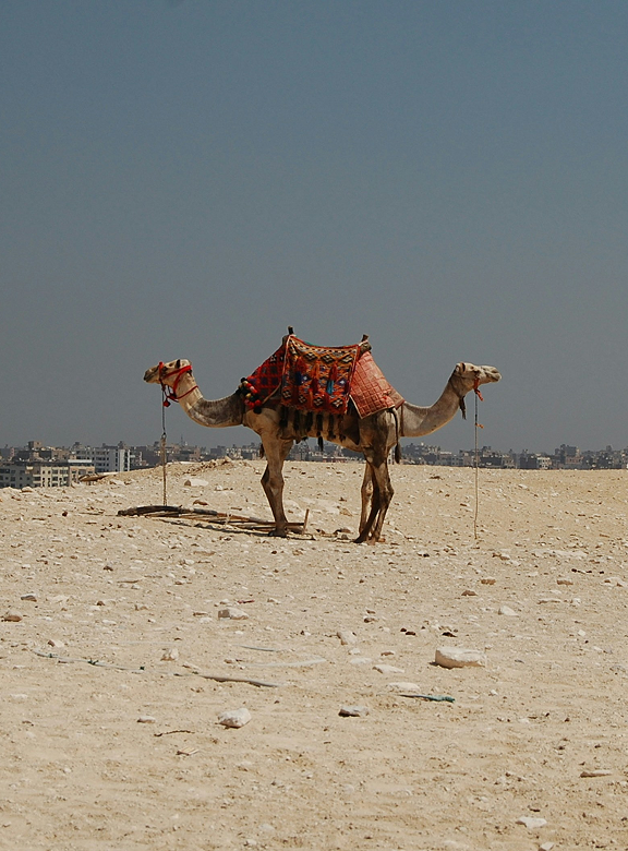 Kameel met twee koppen
